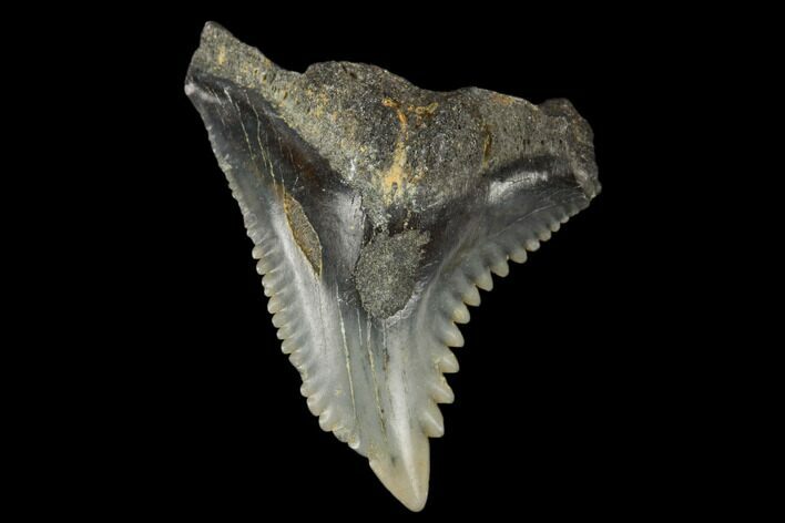 Snaggletooth Shark (Hemipristis) Tooth - Aurora, NC #180138